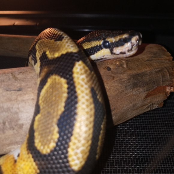 Meet your Posher, Kylee - Picture 3 of 8